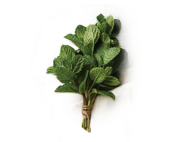 Peppermint